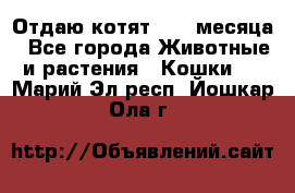 Отдаю котят. 1,5 месяца - Все города Животные и растения » Кошки   . Марий Эл респ.,Йошкар-Ола г.